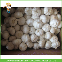 Pure White Garlic In Mesh Bag In 10KG Carton Jinxiang China High Quality And Good Price